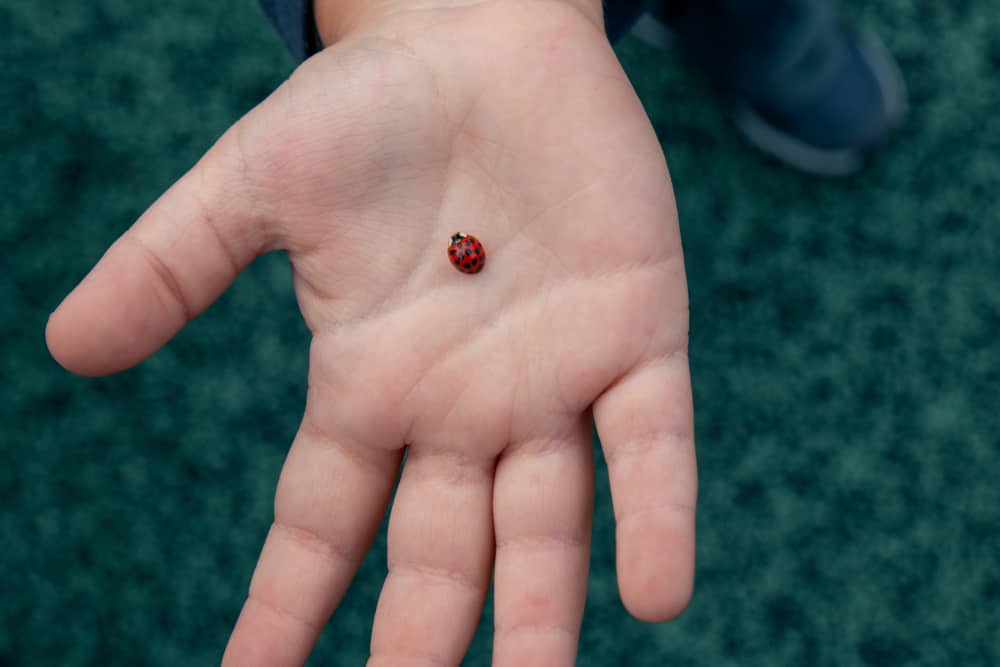 Ladybug Love Symbolism