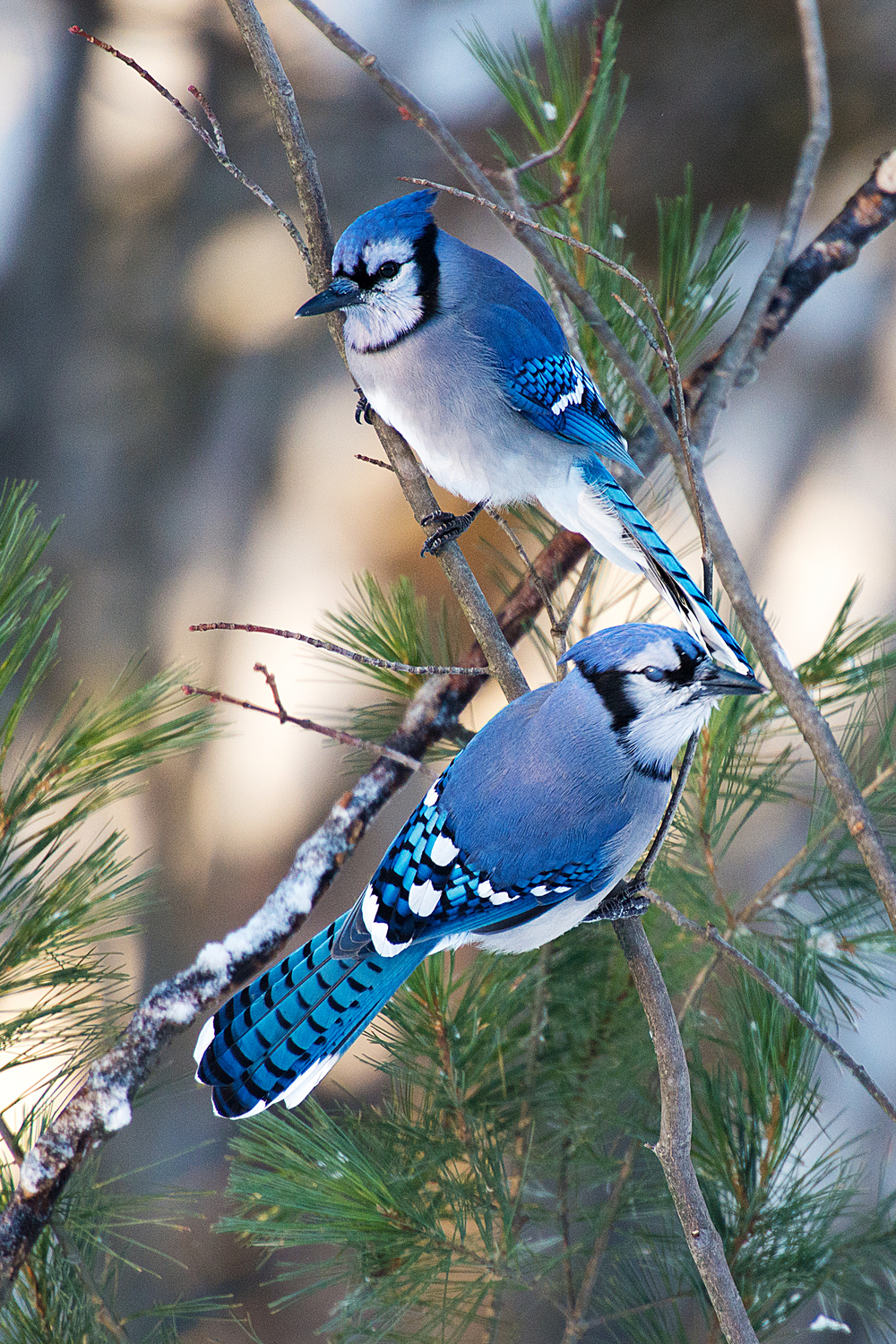 Meaning of Seeing a Blue Jay in a Dream