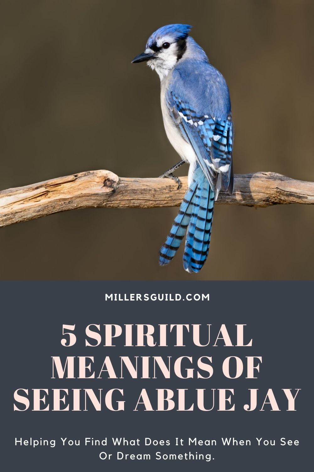 Spiritual Meanings of Seeing a Blue Jay