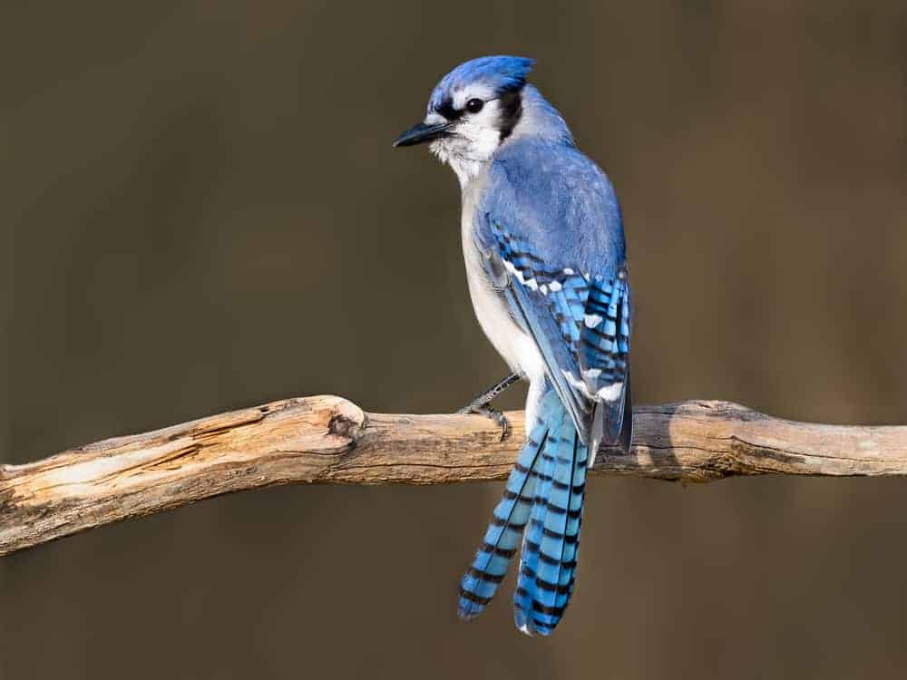 What Does It Mean When You See A Blue Jay