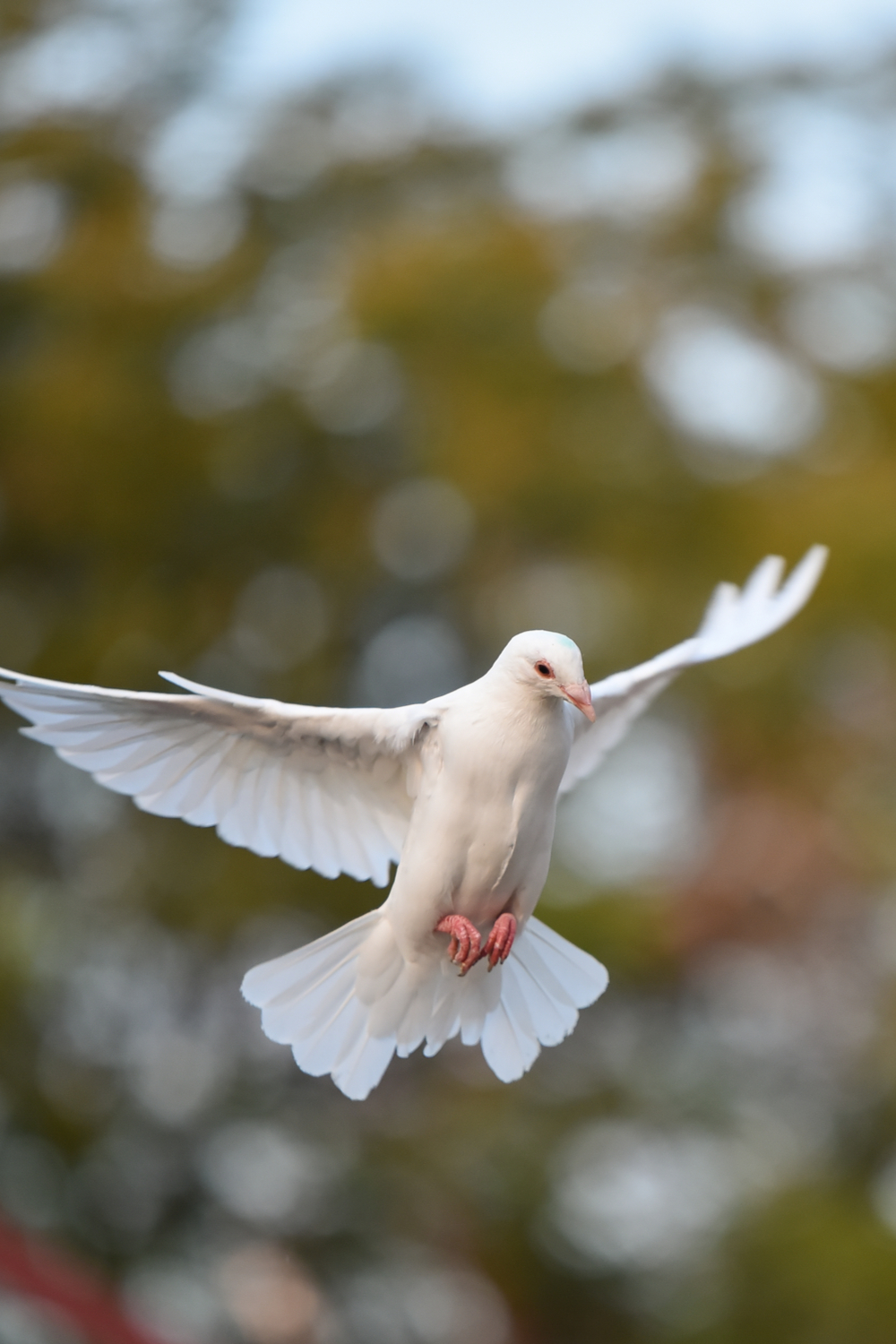 What Does a White Dove Symbolize About Love