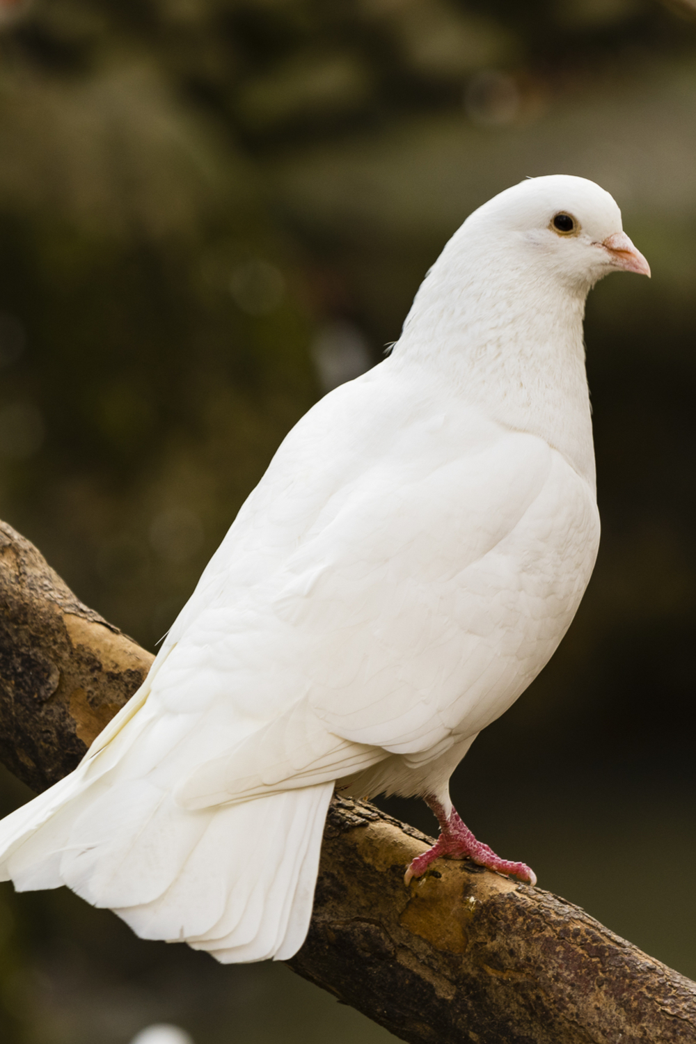 What Does a White Dove Symbolize in Death