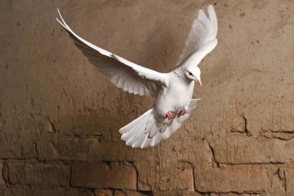 white dove symbolism