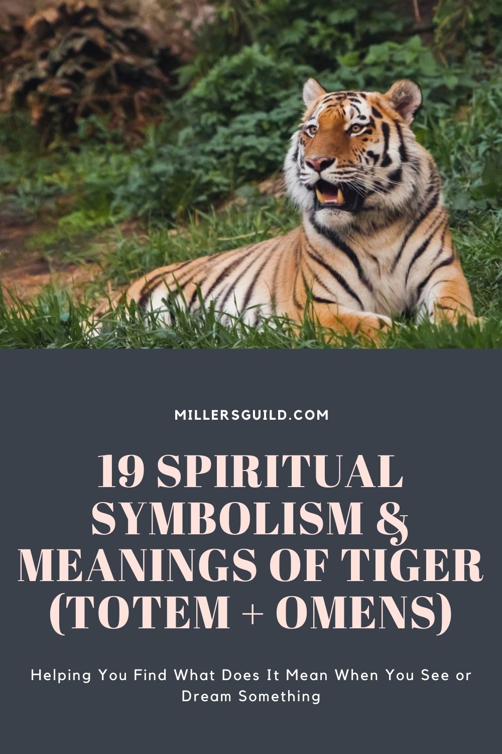 19 Spiritual Symbolism & Meanings of Tiger (Totem + Omens) 2