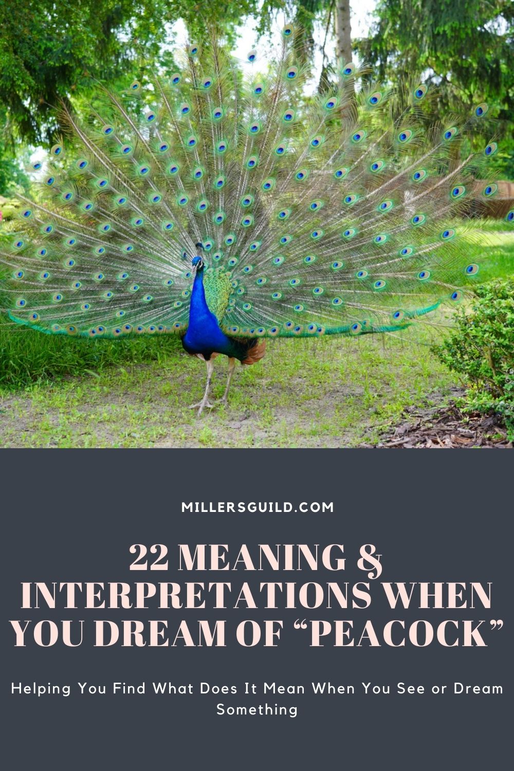 22 Meaning & Interpretations When You Dream of “Peacock”
