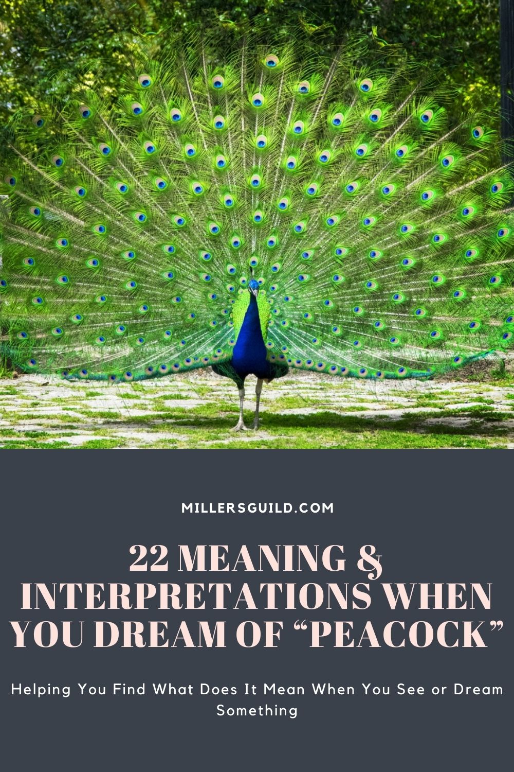 22 Meaning & Interpretations When You Dream of “Peacock” 2