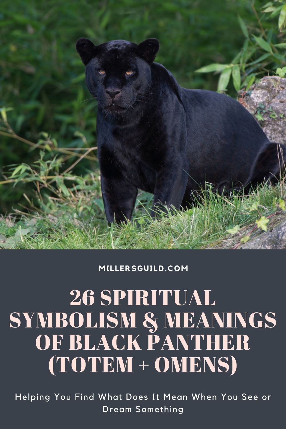 26 Spiritual Symbolism & Meanings of Black Panther (Totem + Omens)