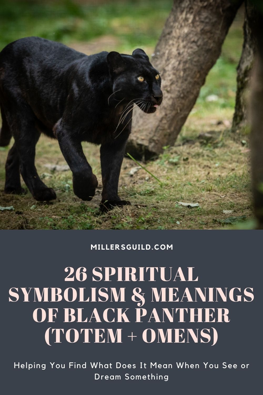 26 Spiritual Symbolism & Meanings of Black Panther (Totem + Omens)
