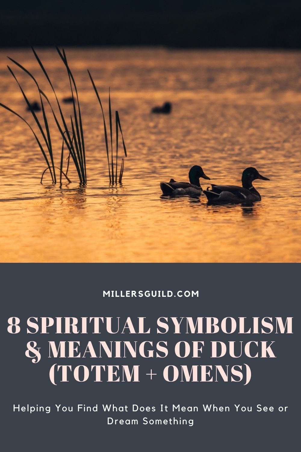 8 Spiritual Symbolism & Meanings of Duck (Totem + Omens) 1