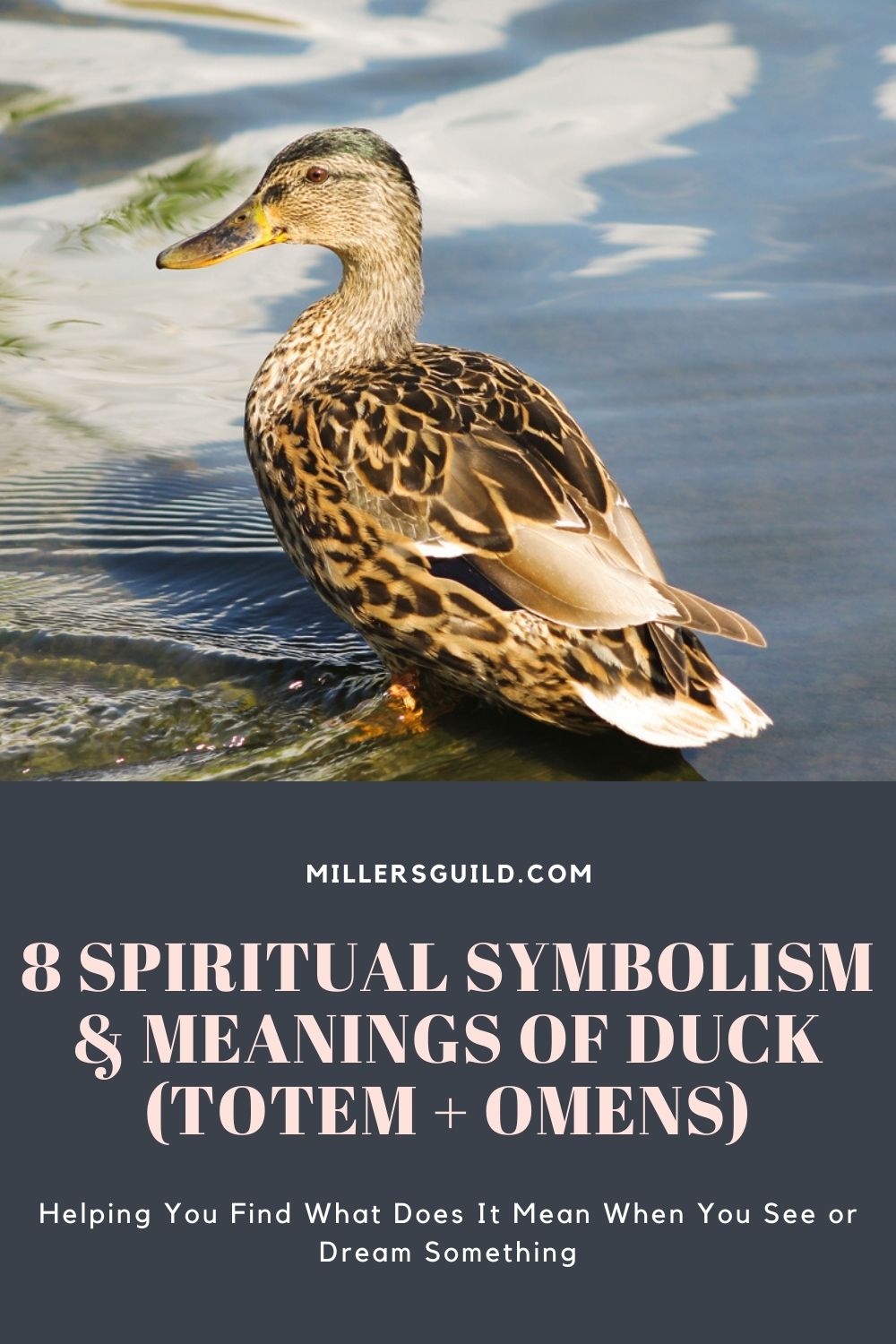 8 Spiritual Symbolism & Meanings of Duck (Totem + Omens) 2