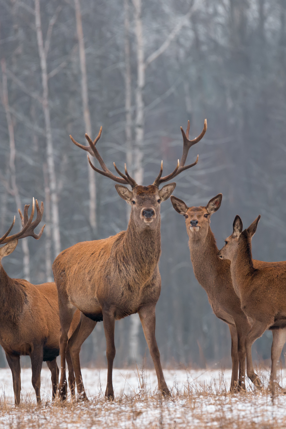 Deer Colors and Their Meaning In Dreams
