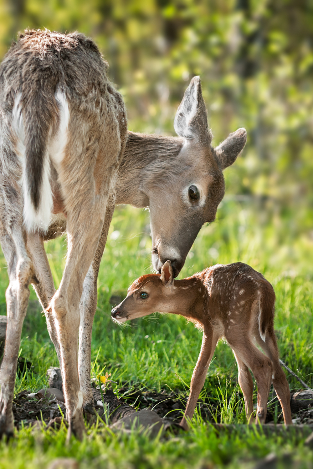 Dream About Deer With a Fawn