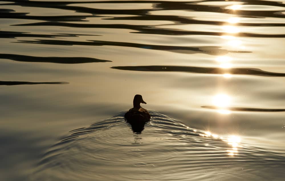 8 Spiritual Symbolism & Meanings of Duck (Totem + Omens)