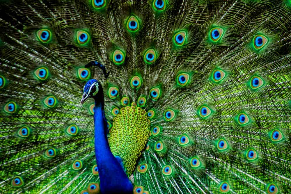 peacock dream