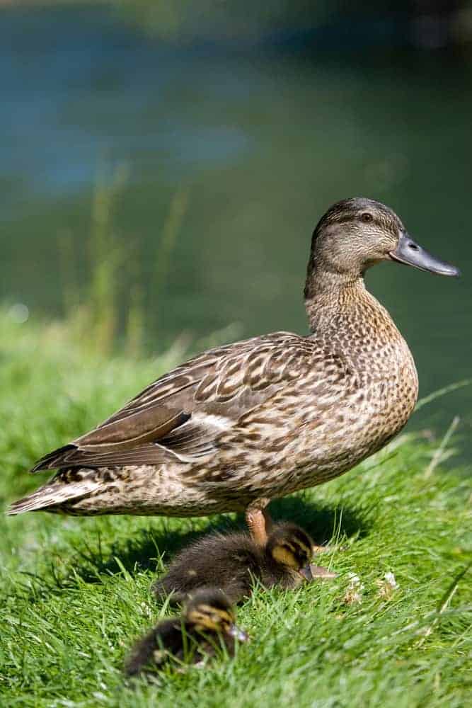 8 Spiritual Symbolism & Meanings of Duck (Totem + Omens)