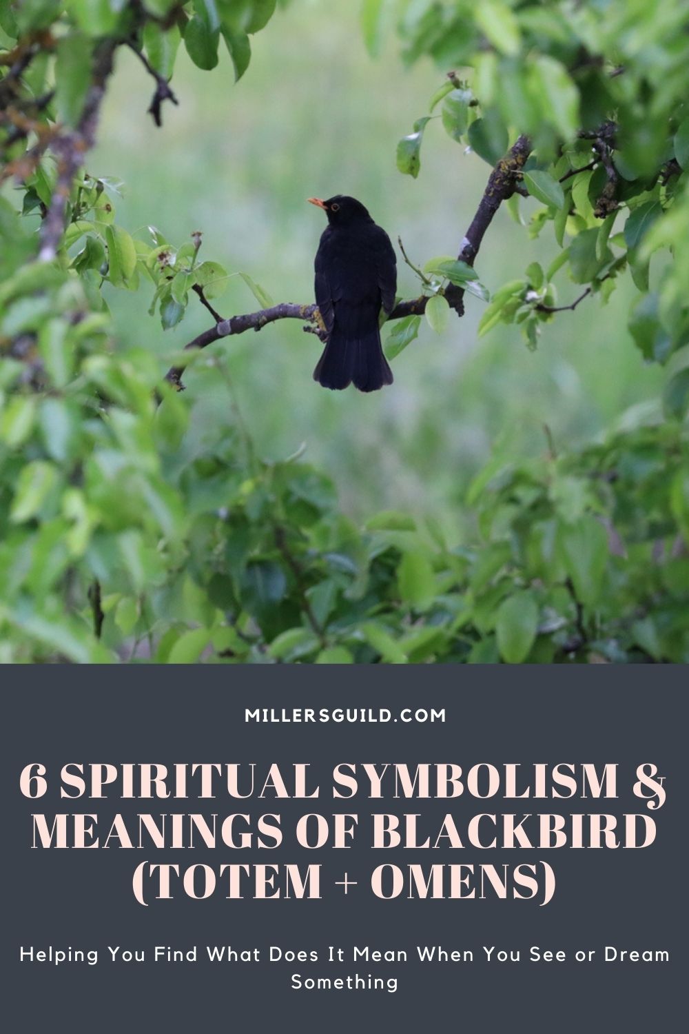 6 Spiritual Symbolism & Meanings of Blackbird (Totem + Omens) 1