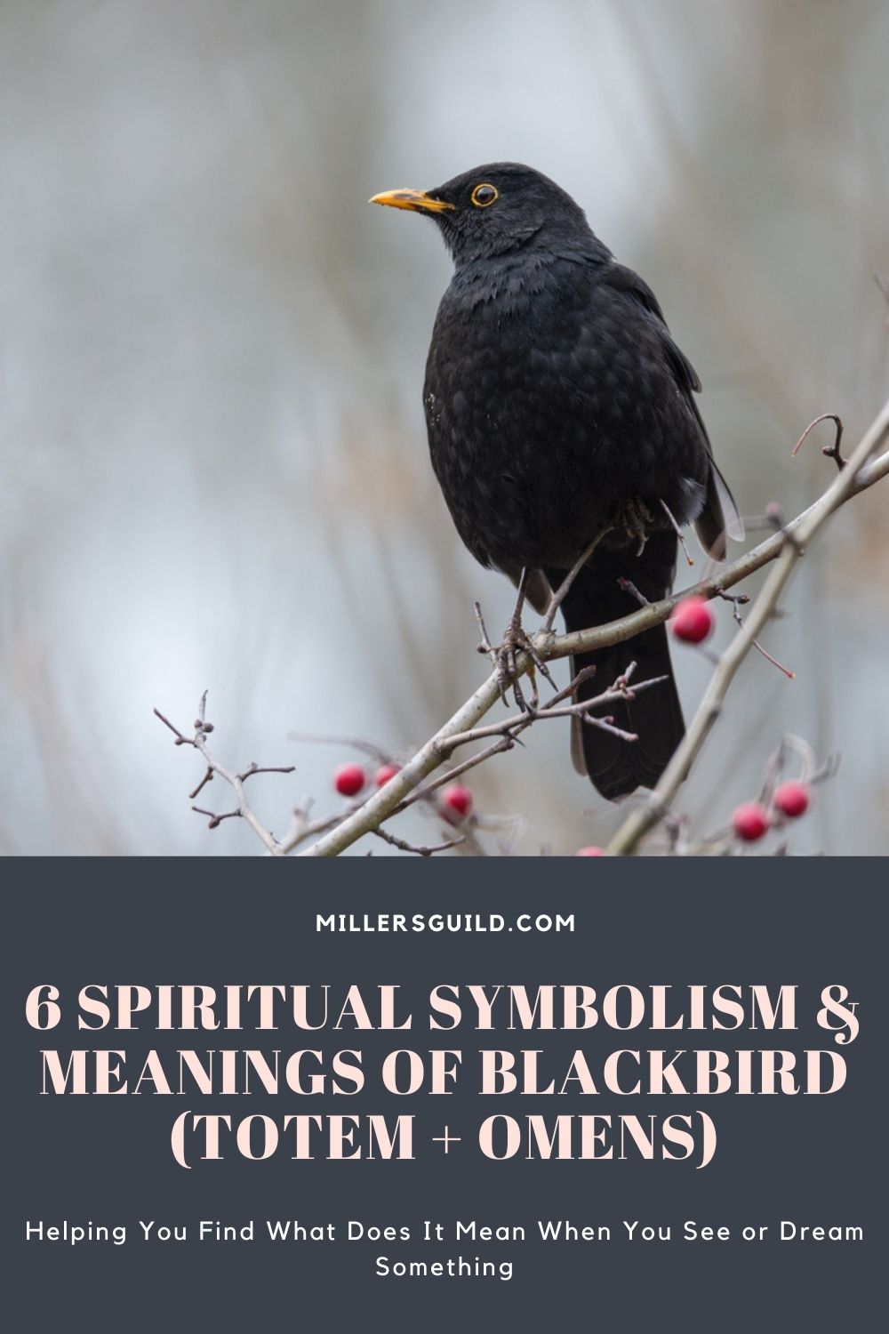 6 Spiritual Symbolism & Meanings of Blackbird (Totem + Omens) 2