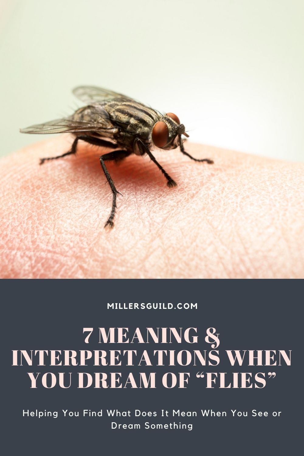 7 Meaning & Interpretations When You Dream of “Flies” 1