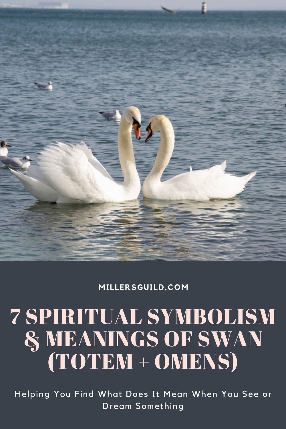 7 Spiritual Symbolism & Meanings Of Swan (Totem + Omens) 1