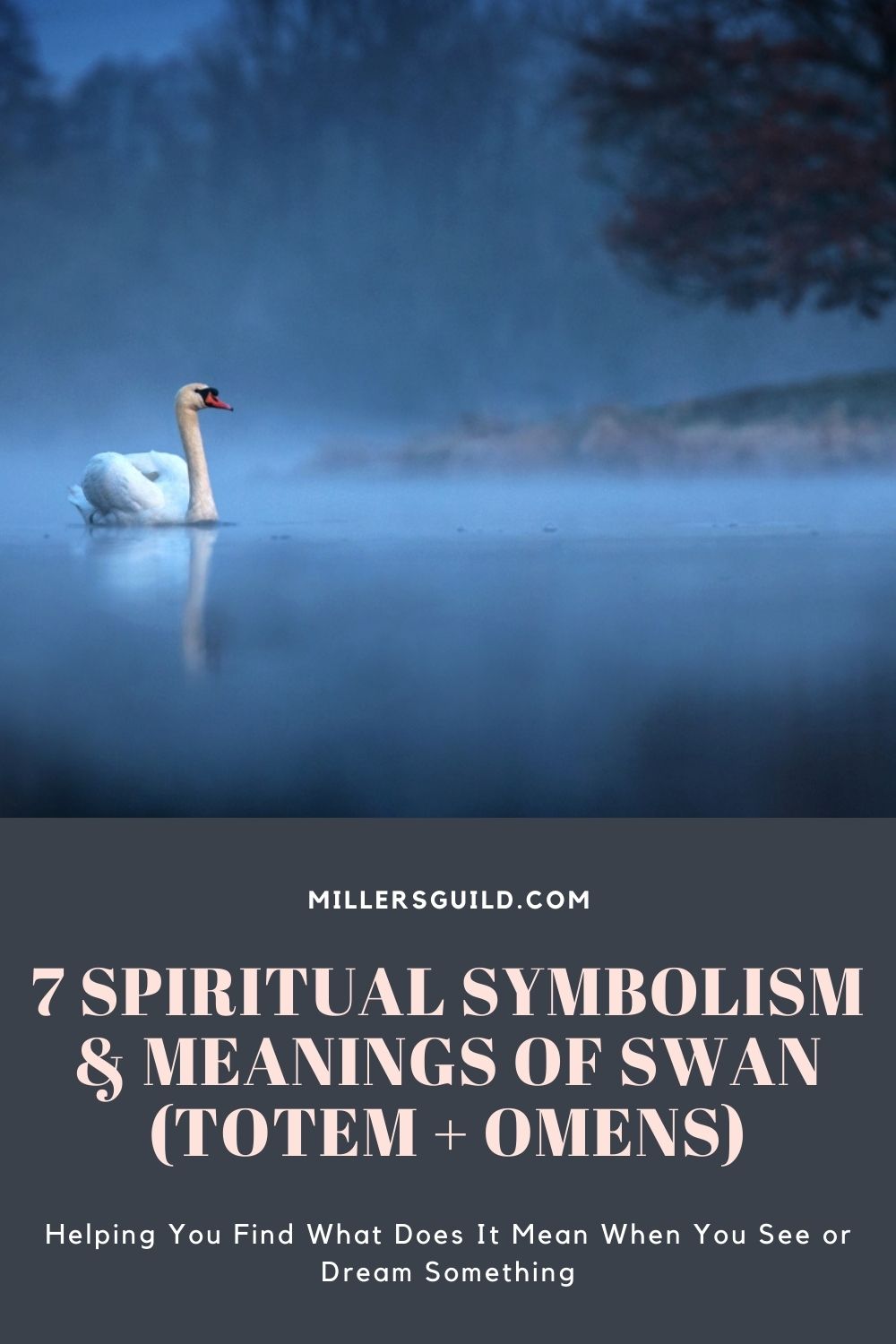 7 Spiritual Symbolism & Meanings Of Swan (Totem + Omens) 2