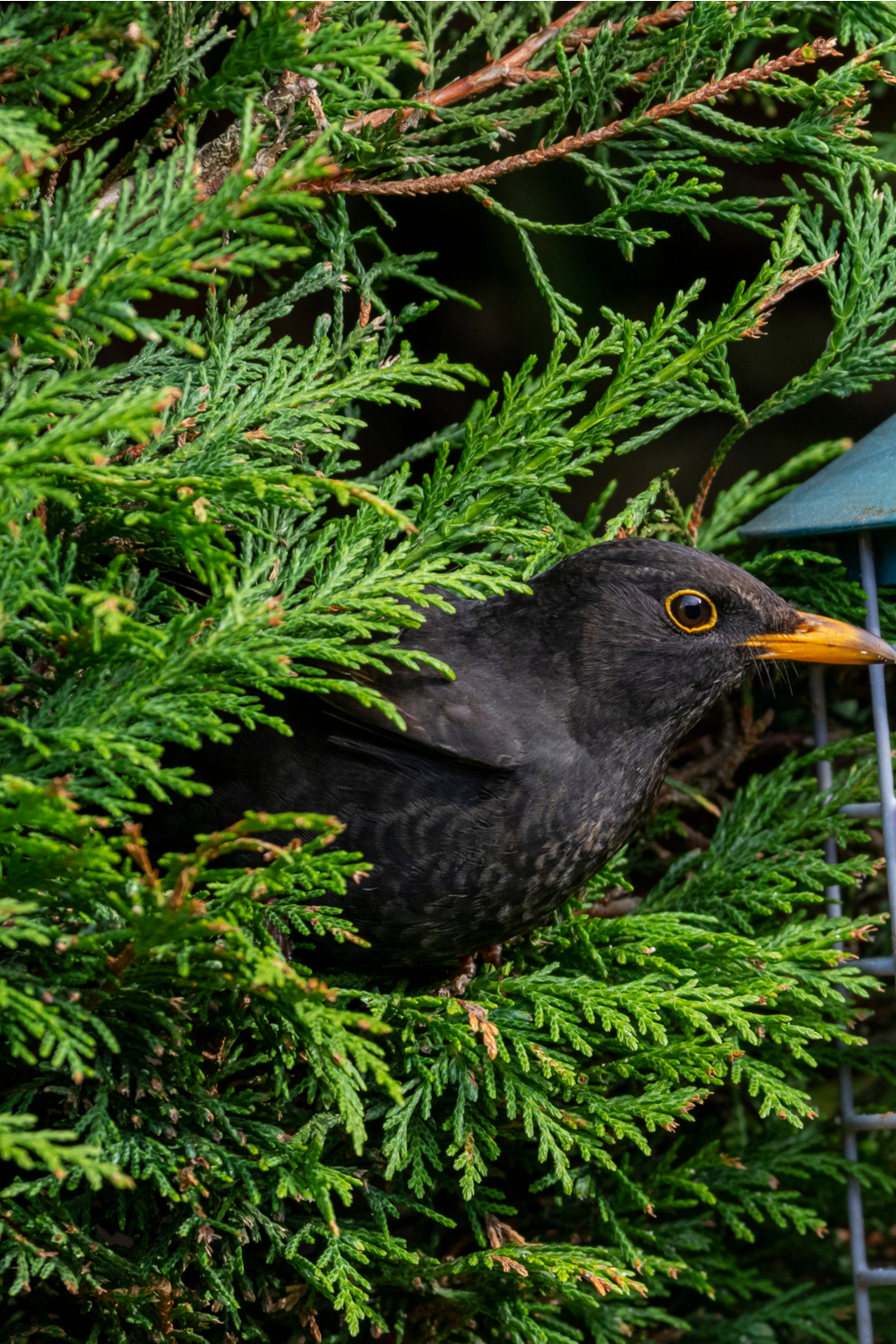 Dreaming of selling a blackbird in a cage