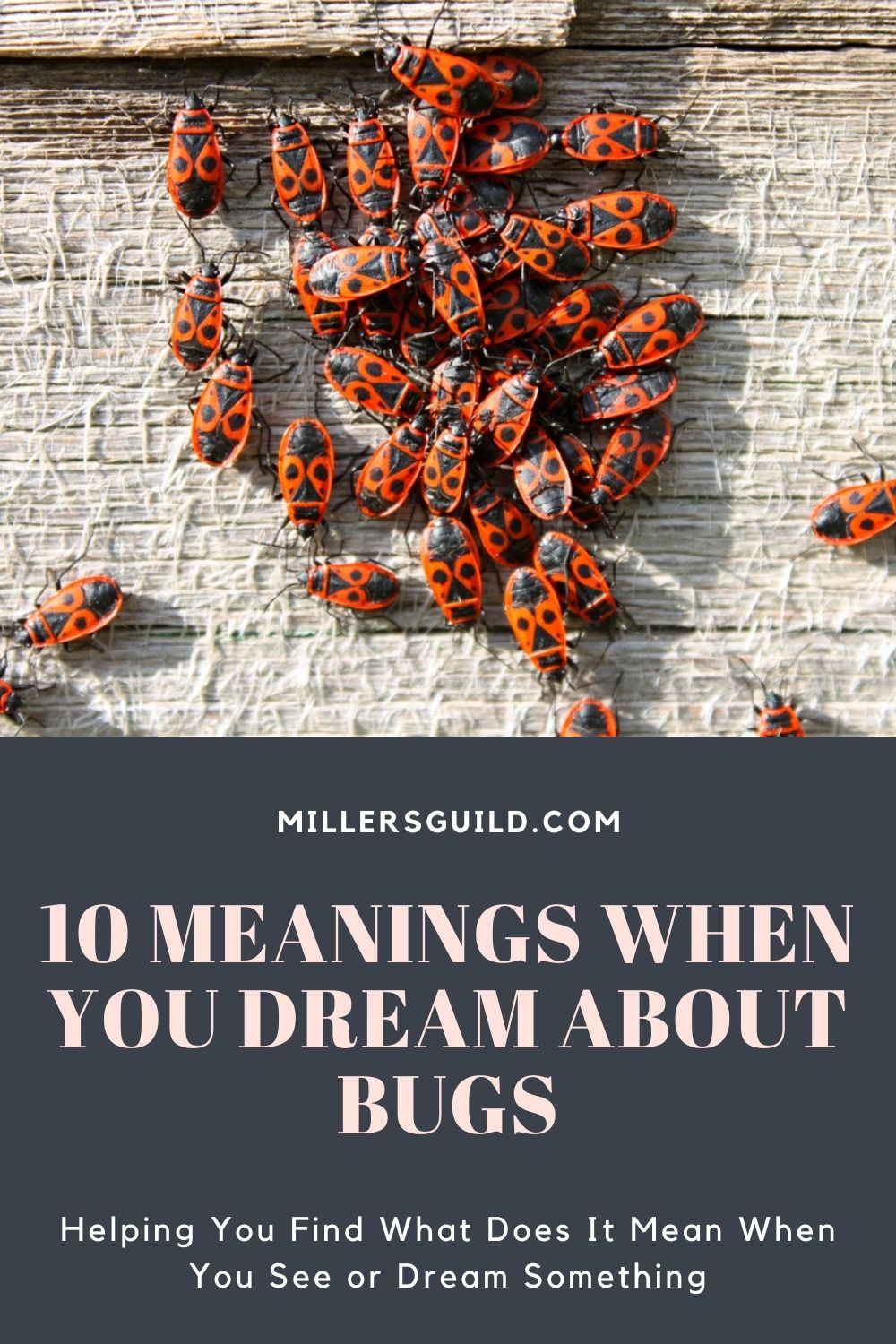 10 Meanings When You Dream About Bugs 1