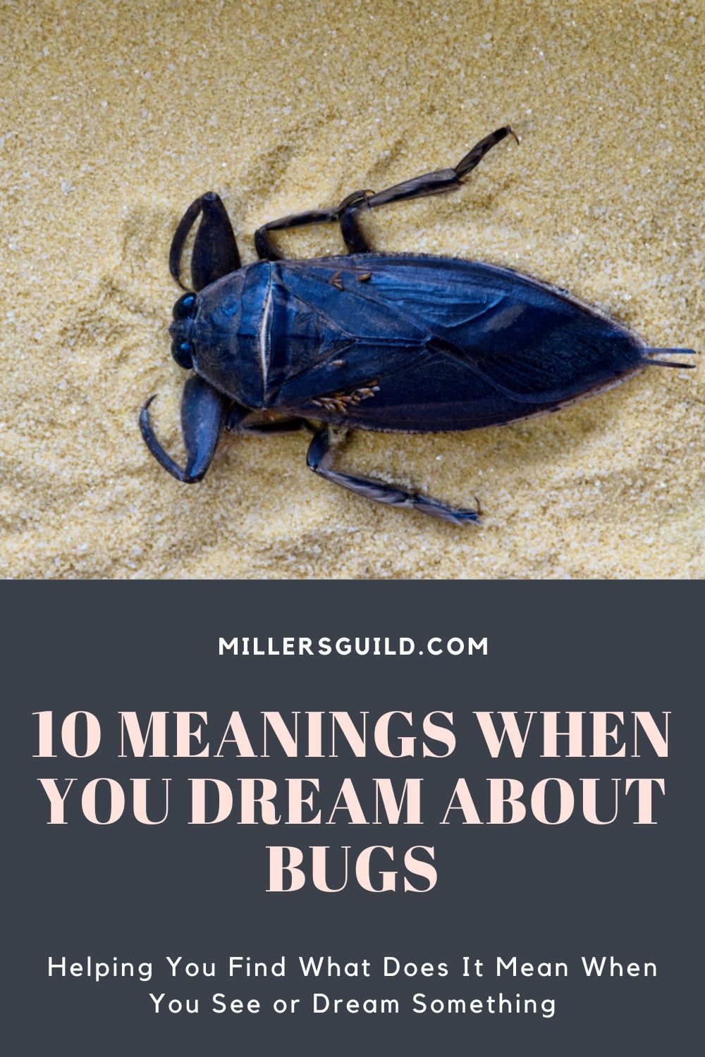 10 Meanings When You Dream About Bugs 2