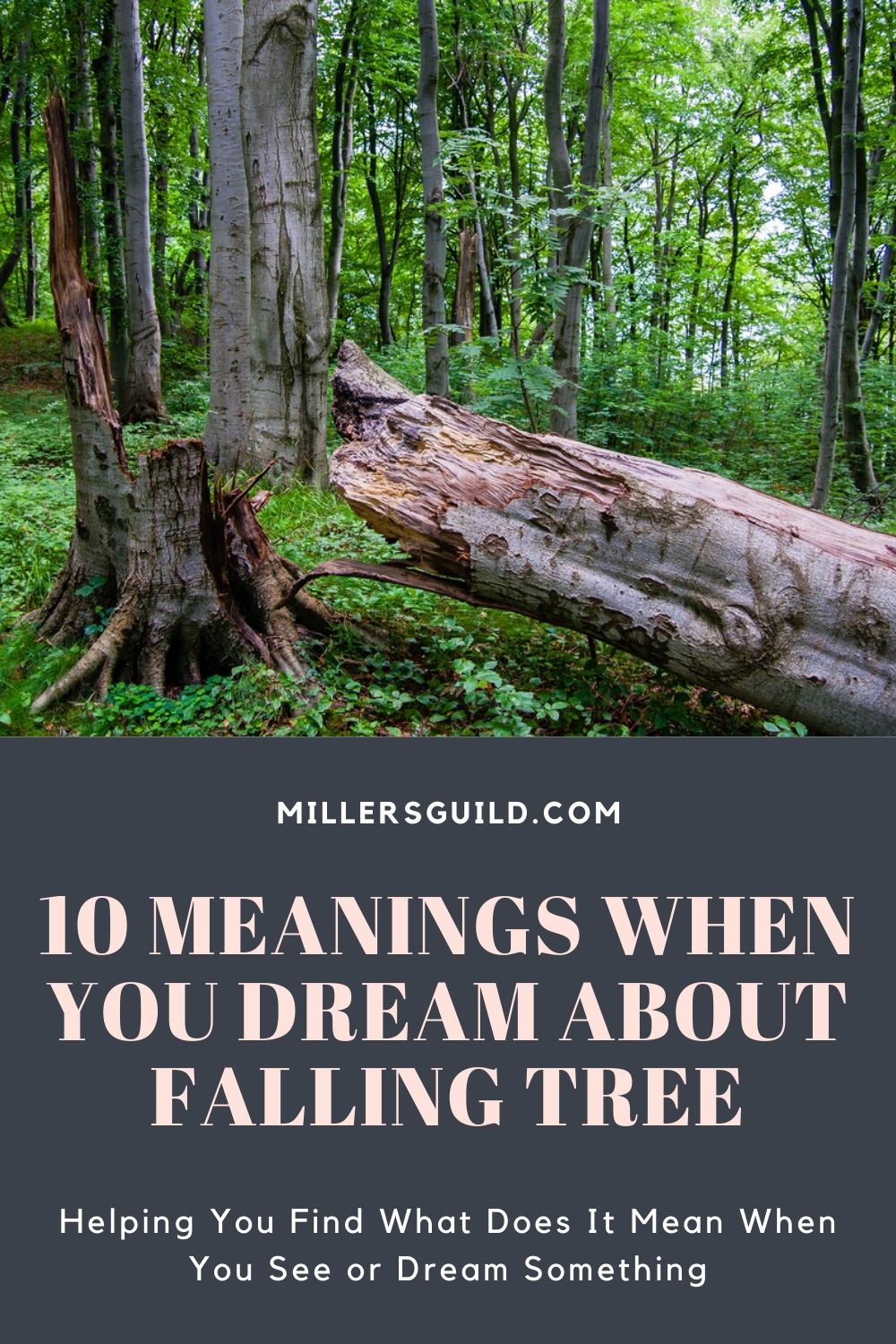 10 Meanings When You Dream About Falling Tree 1