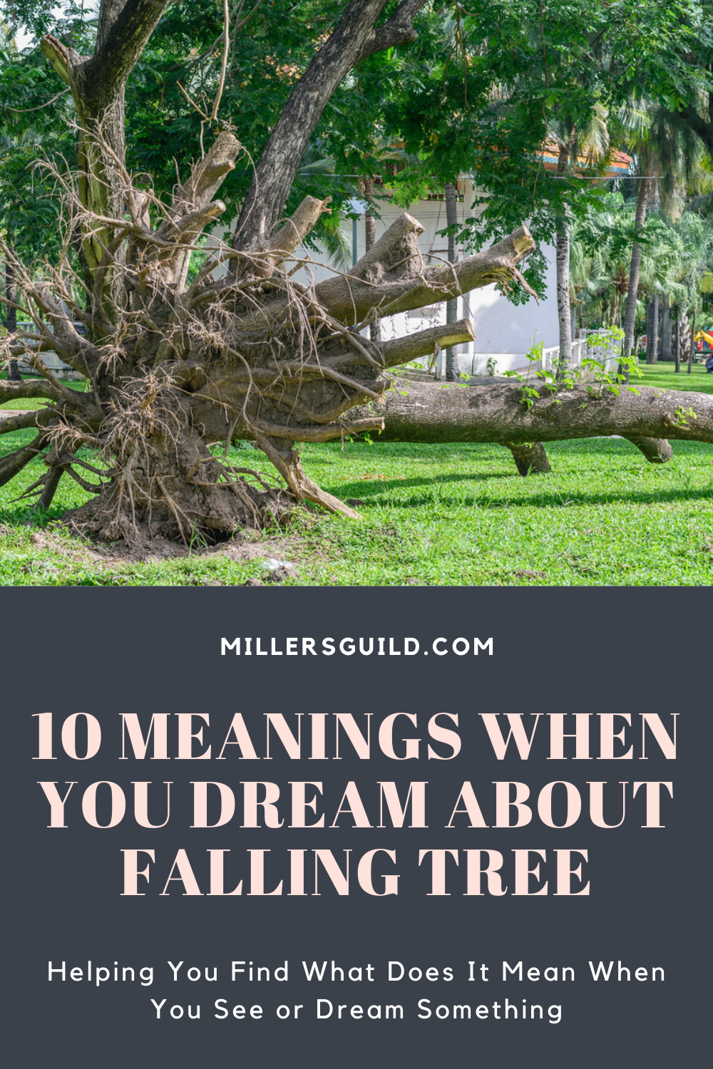 10 Meanings When You Dream About Falling Tree 2