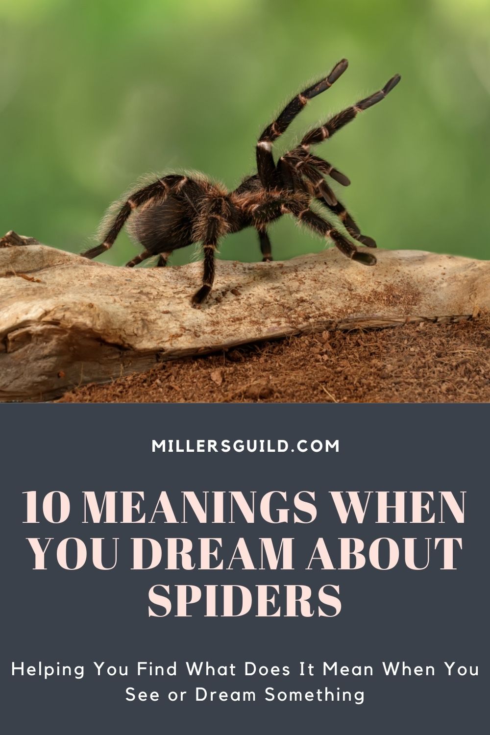 10 Meanings When You Dream About Spiders 2
