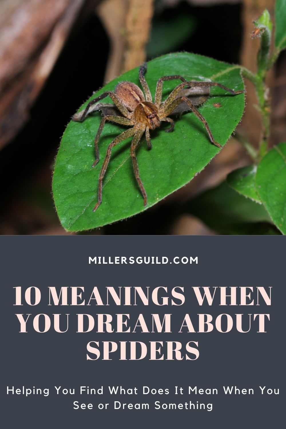 10 Meanings When You Dream About Spiders