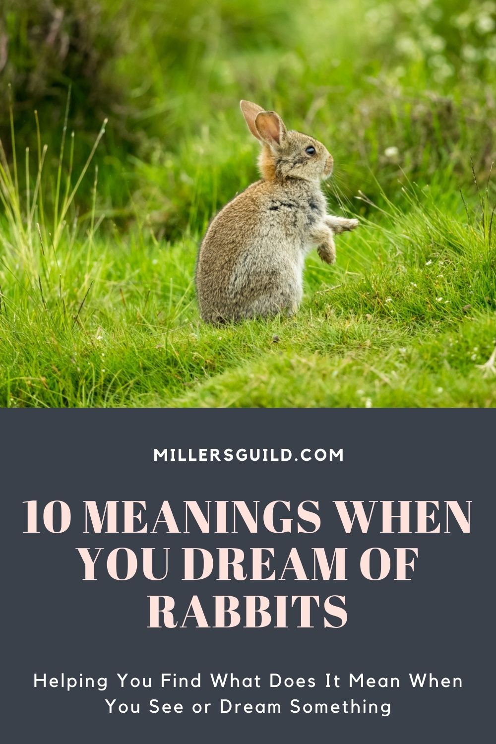 10 Meanings When You Dream Of Rabbits 1