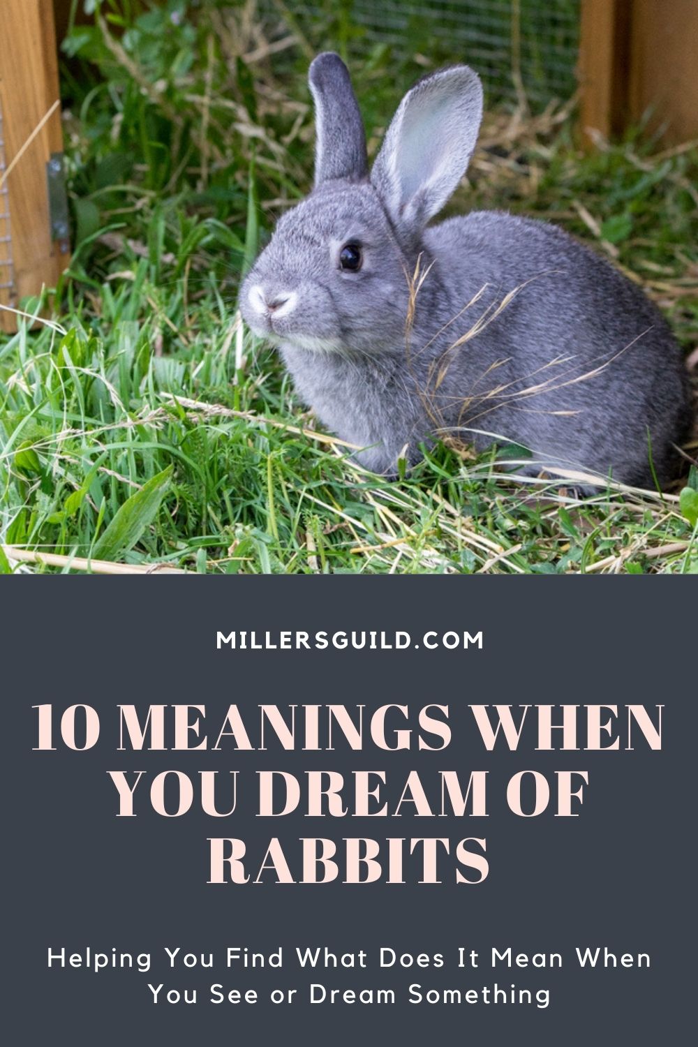 10 Meanings When You Dream Of Rabbits 2