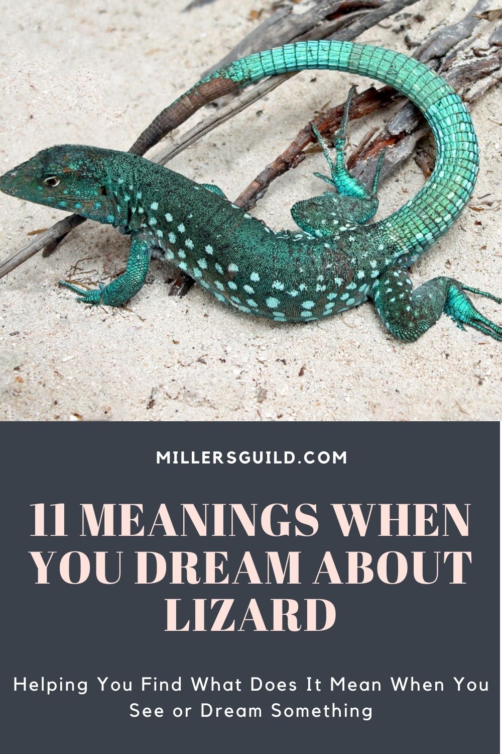 11 Meanings When You Dream About Lizard 1