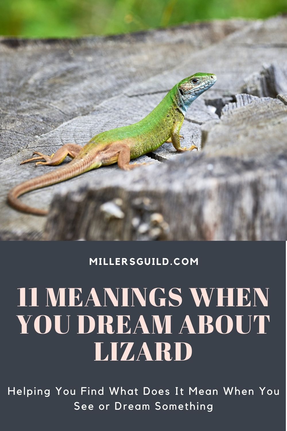 11 Meanings When You Dream About Lizard 2