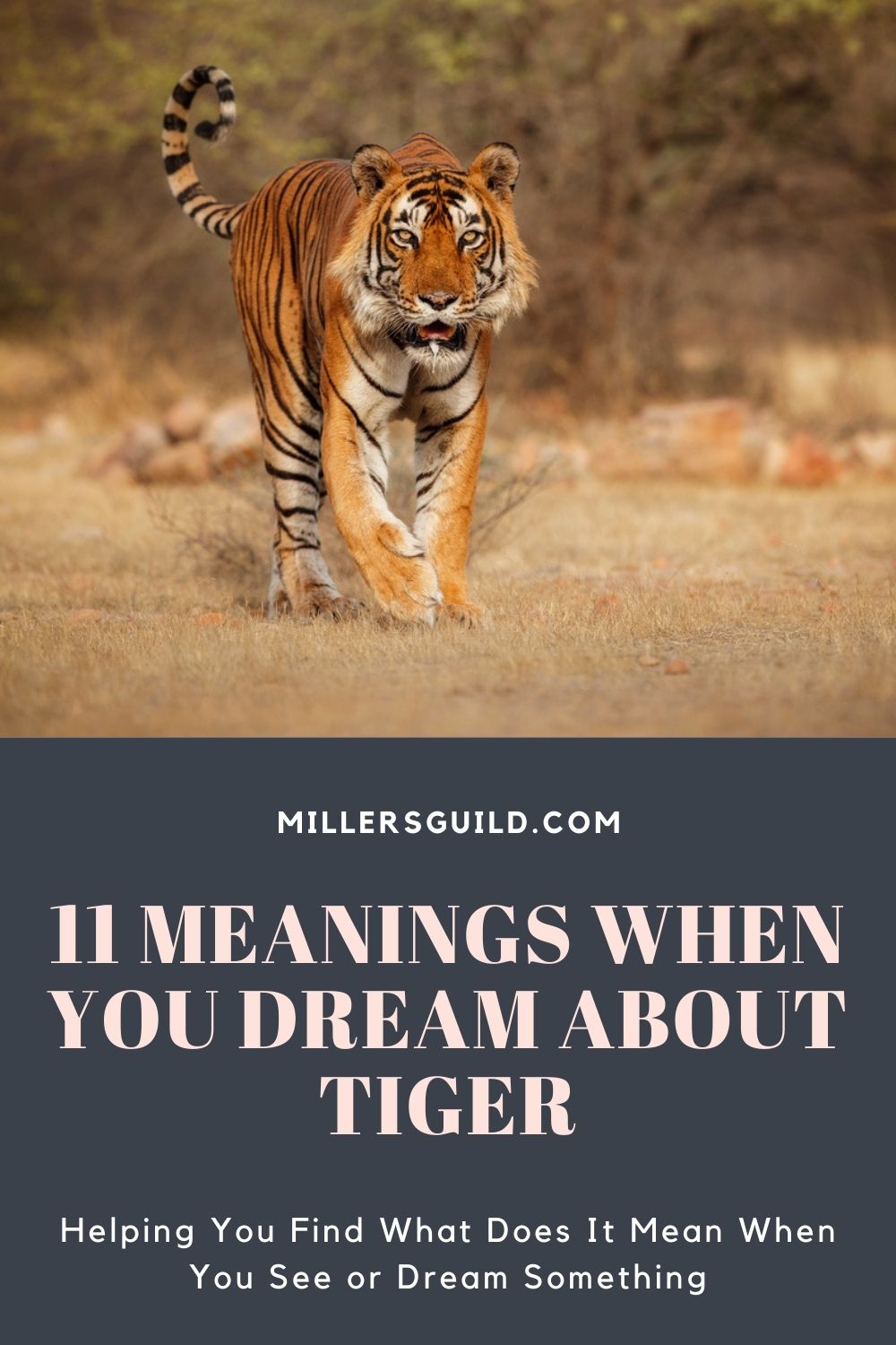 11 Meanings When You Dream About Tiger 1