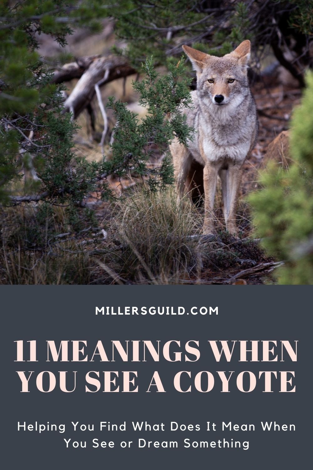 11 Meanings When You See a Coyote 1