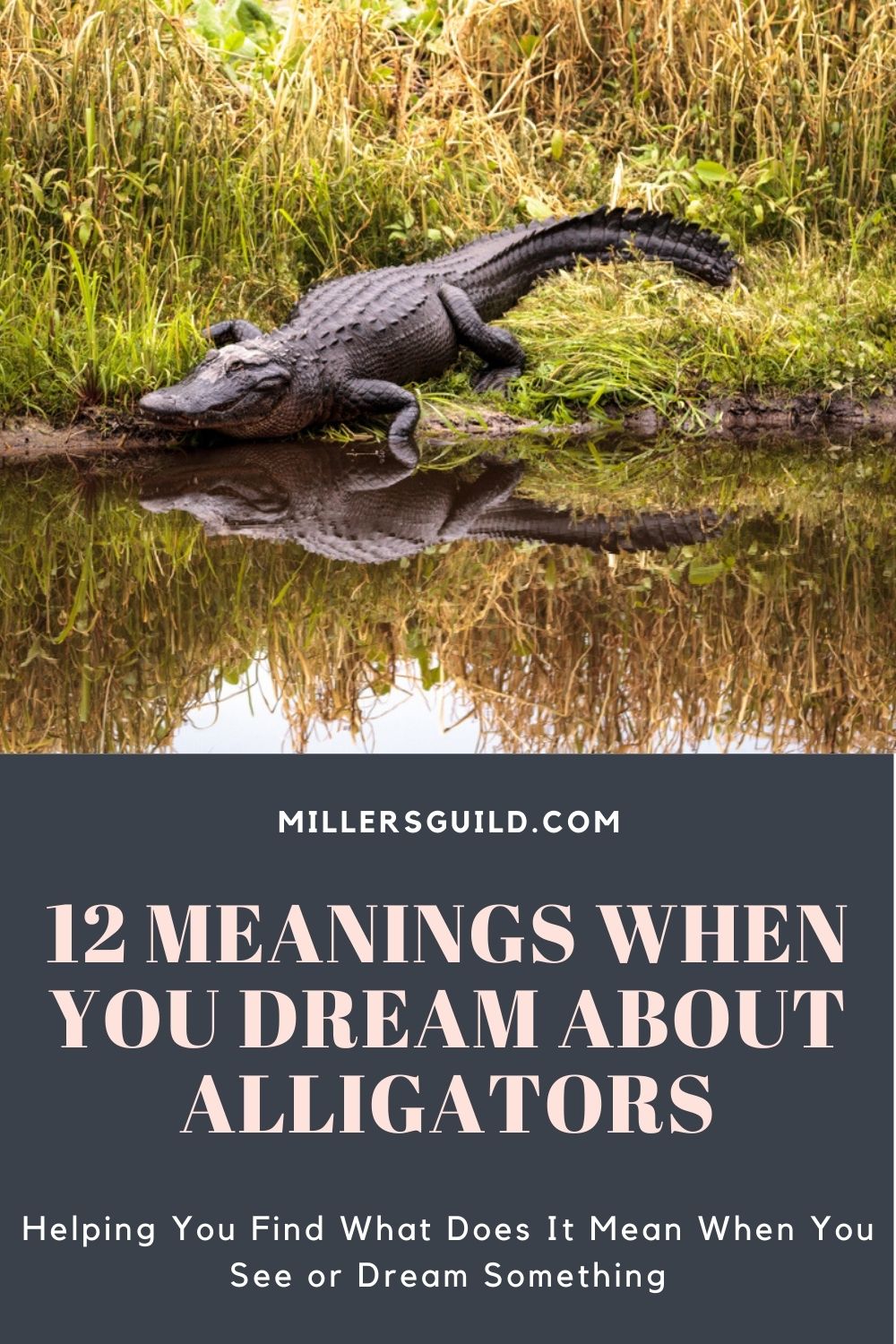12 Meanings When You Dream About Alligators 2
