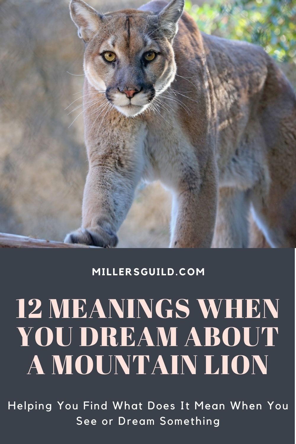 12 Meanings When You Dream About a Mountain Lion 2