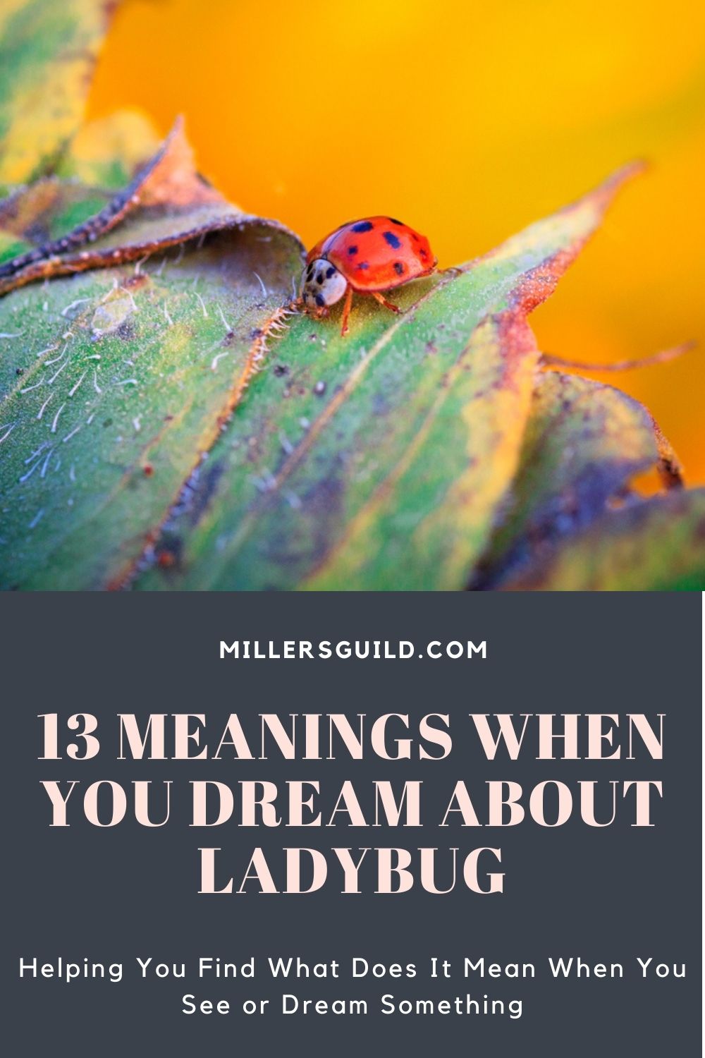 13 Meanings When You Dream About Ladybug 1