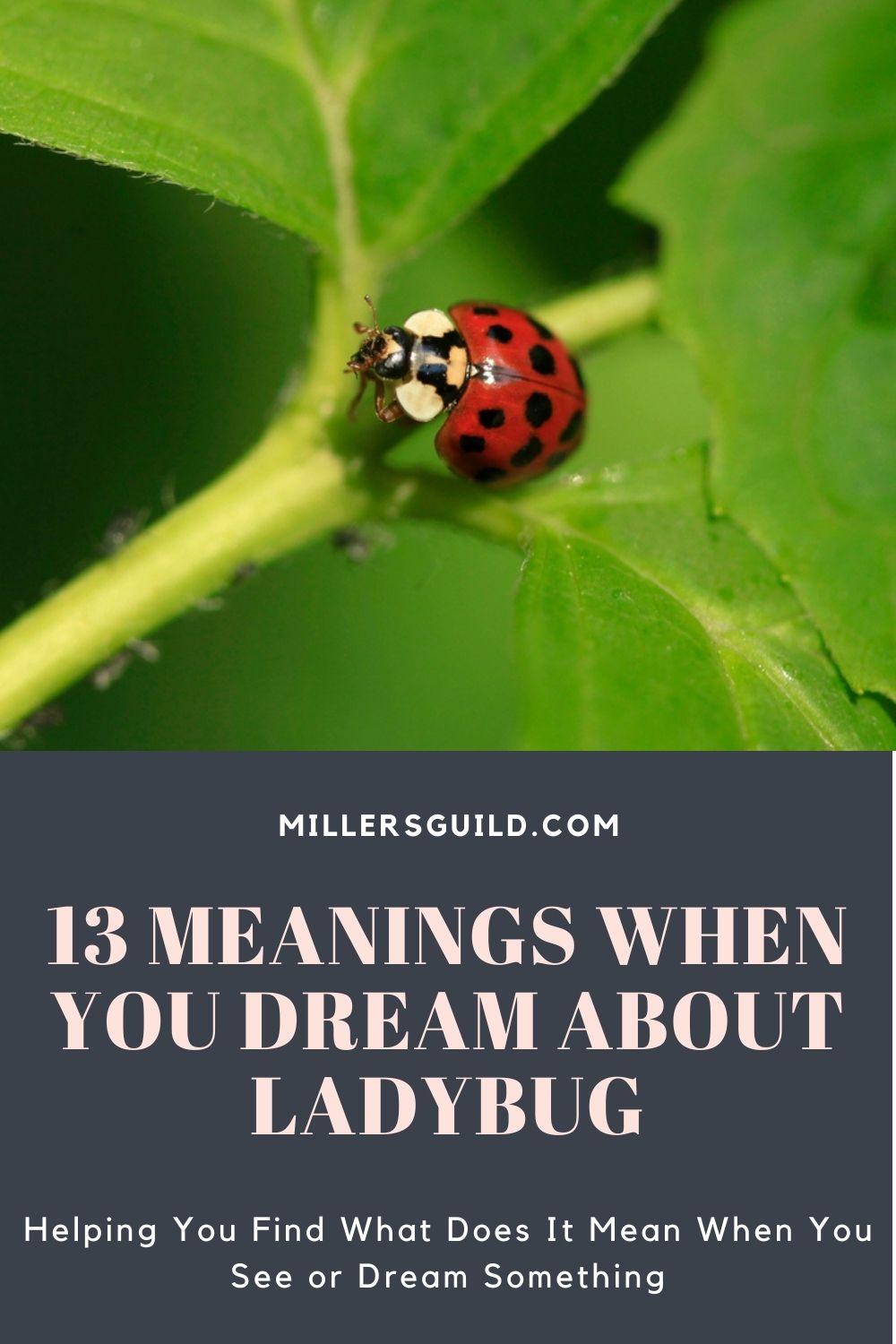 13 Meanings When You Dream About Ladybug 2