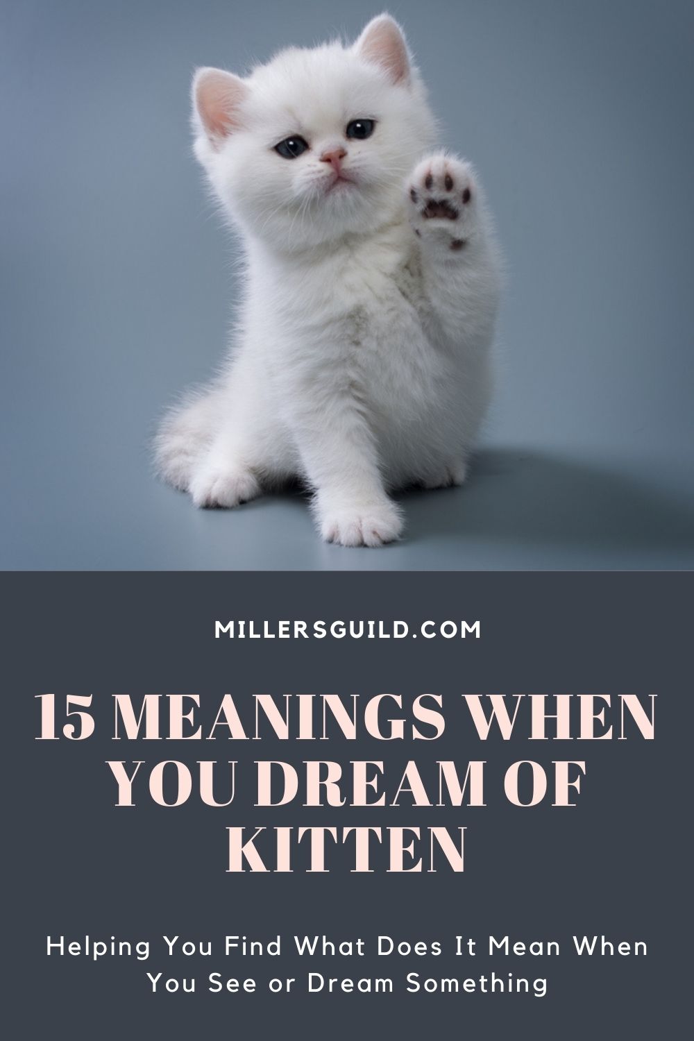 15 Meanings When You Dream Of Kitten 2