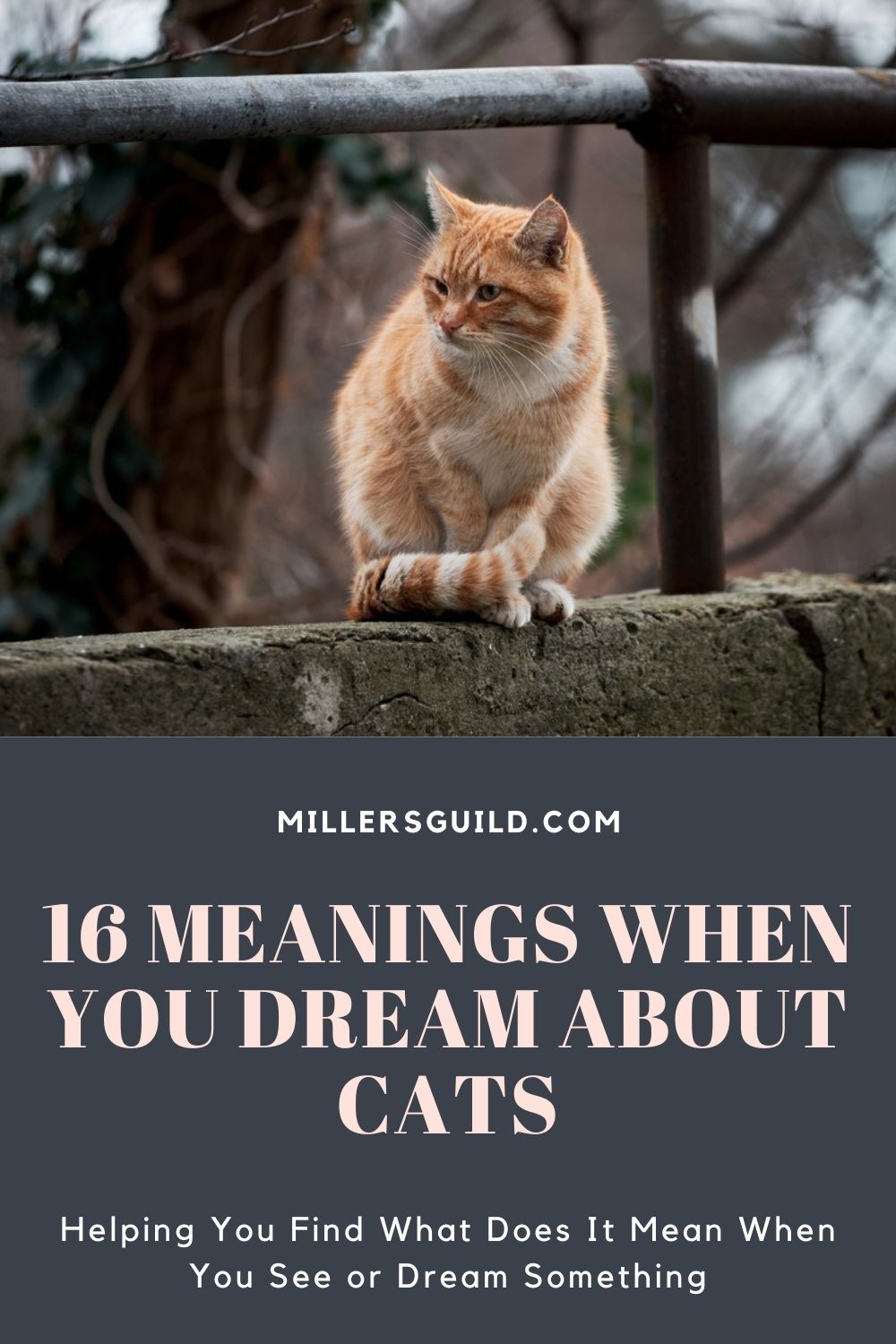 16 Meanings When You Dream About Cats 2