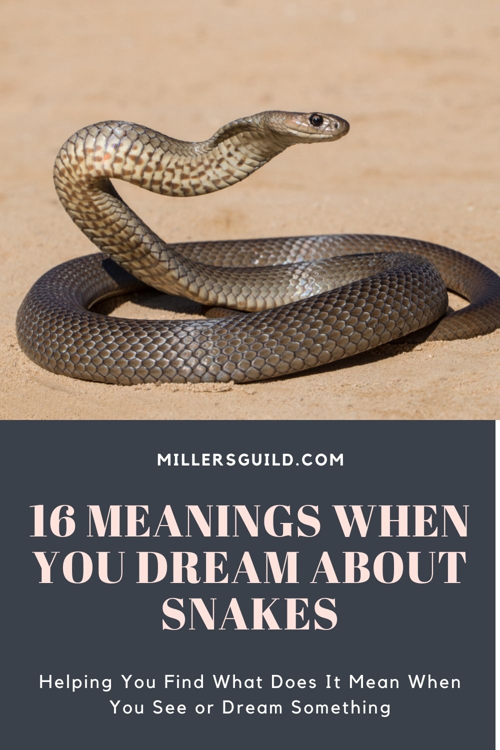 16 Meanings When You Dream About Snakes 1
