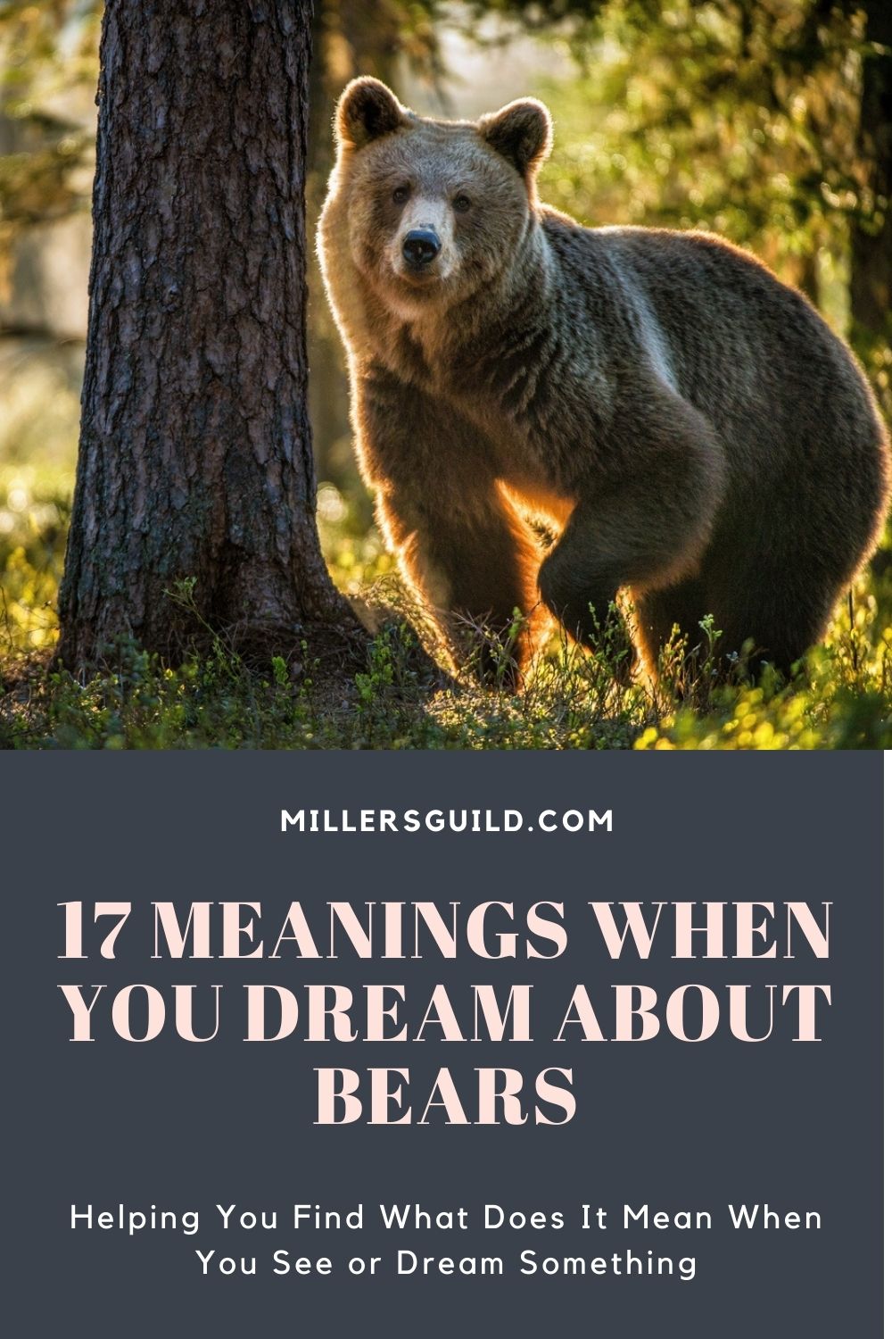 17 Meanings When You Dream About Bears 1