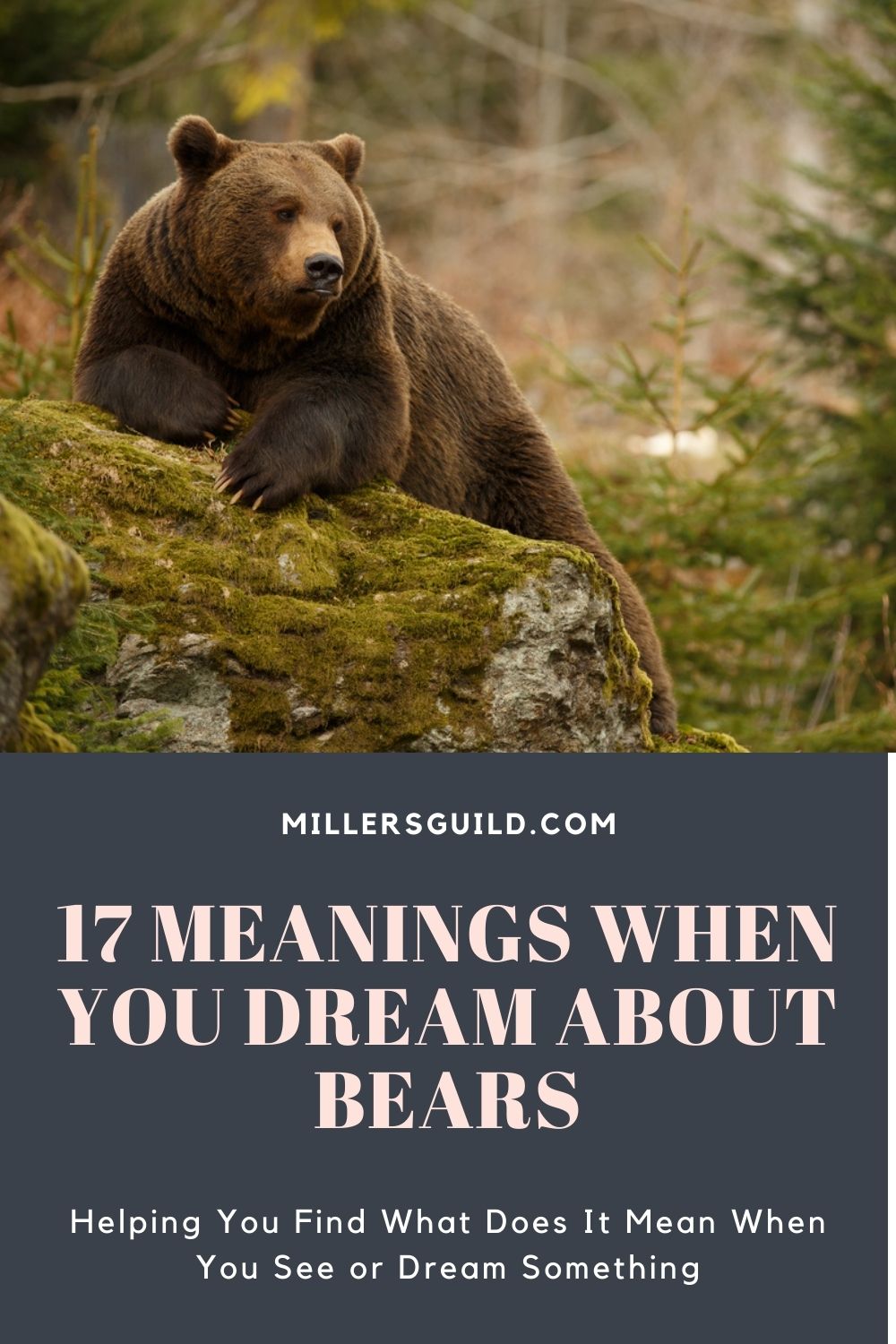 17 Meanings When You Dream About Bears 2