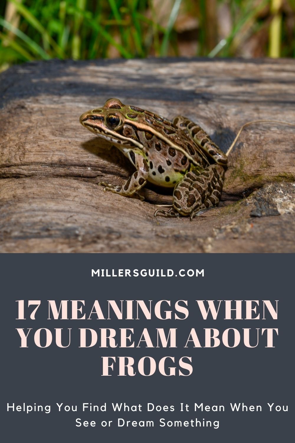 17 Meanings When You Dream About Frogs 1