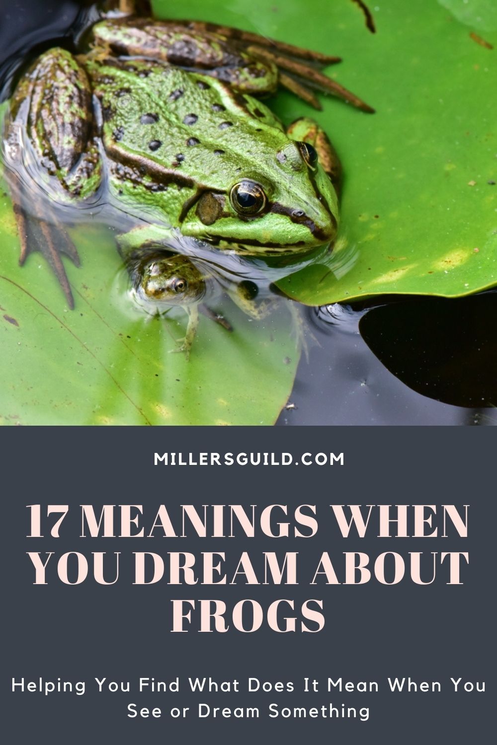 17 Bedeutungen, wenn Sie von Fröschen träumen 2