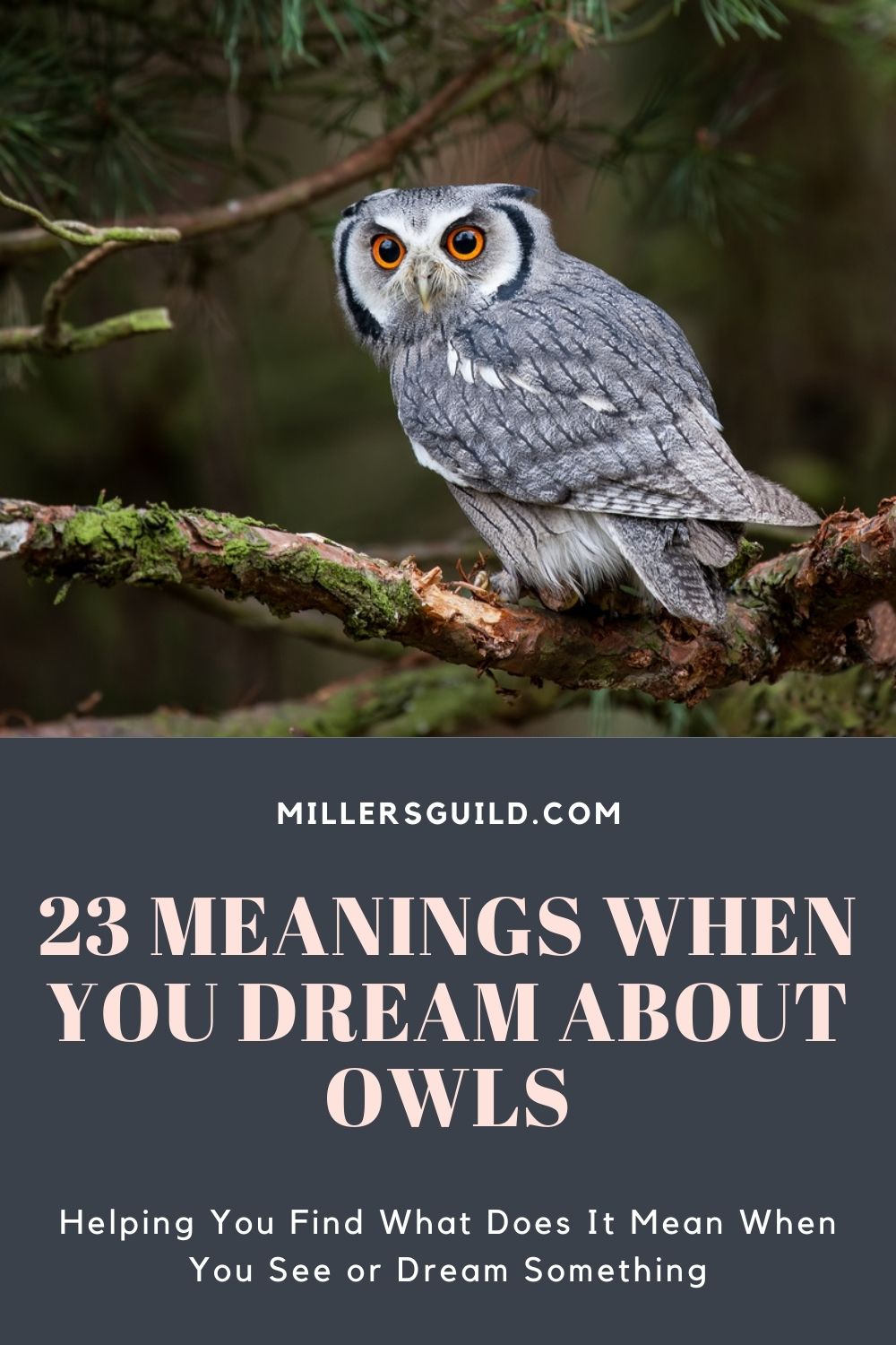 23 Meanings When You Dream About Owls