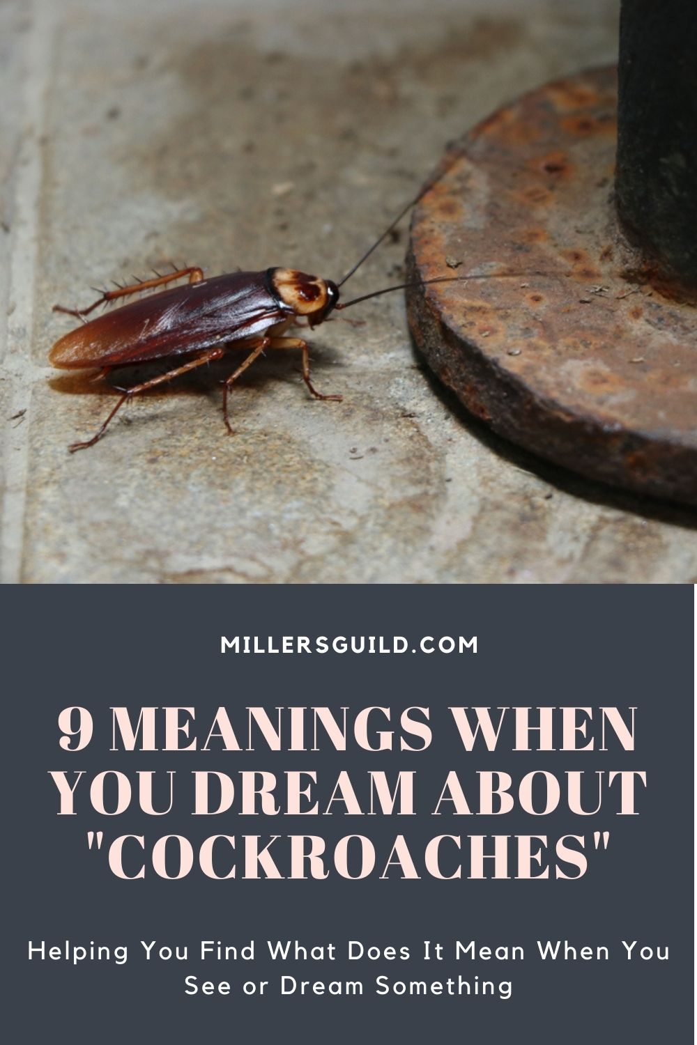 9 Meanings When You Dream About Cockroaches 1